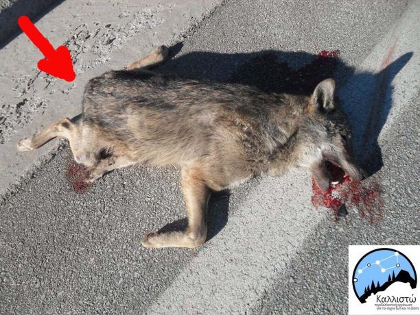 Κοζάνη: Έκοψαν για να έχουν ως τρόπαιο την ουρά του λύκου που σκοτώθηκε σε τροχαίο!